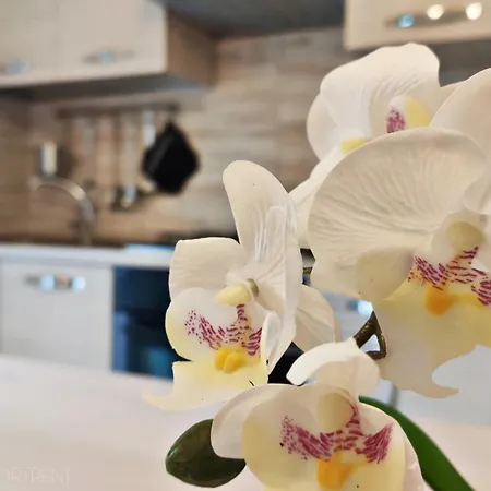 The Marine Dream Appartement *